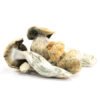 Penis Envy Mushrooms