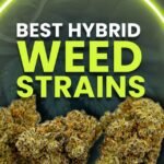 Best Hybrid Strain For Pain