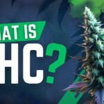 What is HHC?