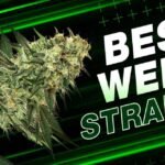 Best Weed Strains