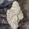 Apple Gas x Unicorn Poop